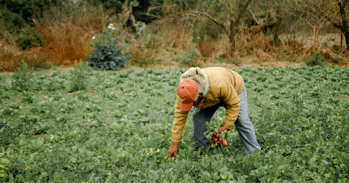 Produtor rural colhe vegetais, símbolo de alívio para dívidas rurais com acordo de até 10 anos.