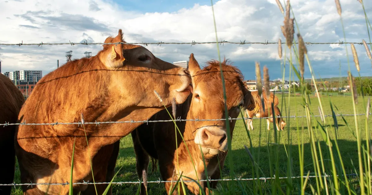 Acordo UE-Mercosul: o que muda para o seu bolso?