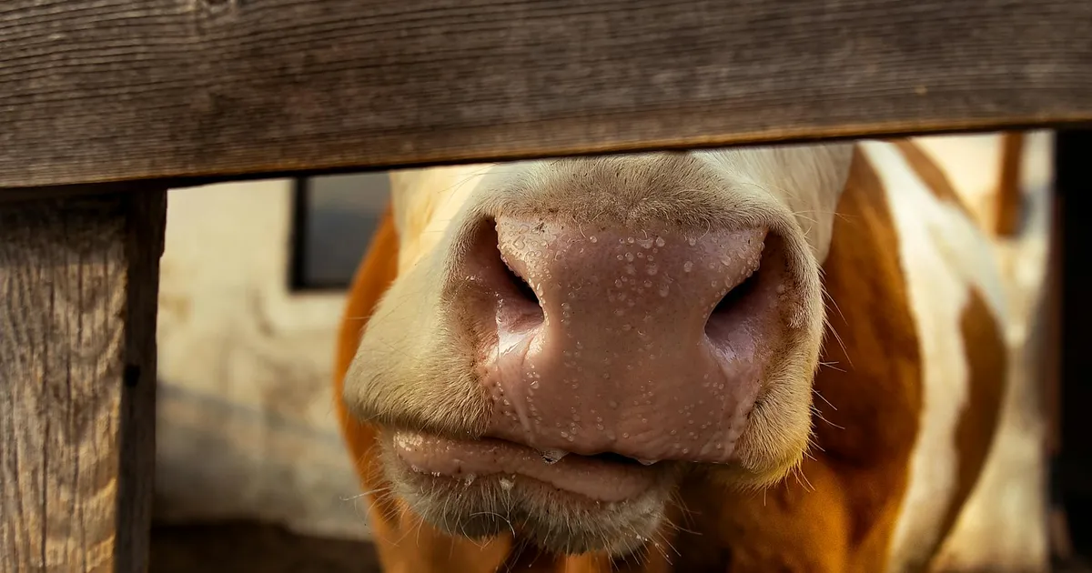 Aftosa na China: focinho de vaca de perto. Impacto da febre aftosa nos preços da carne e inflação.