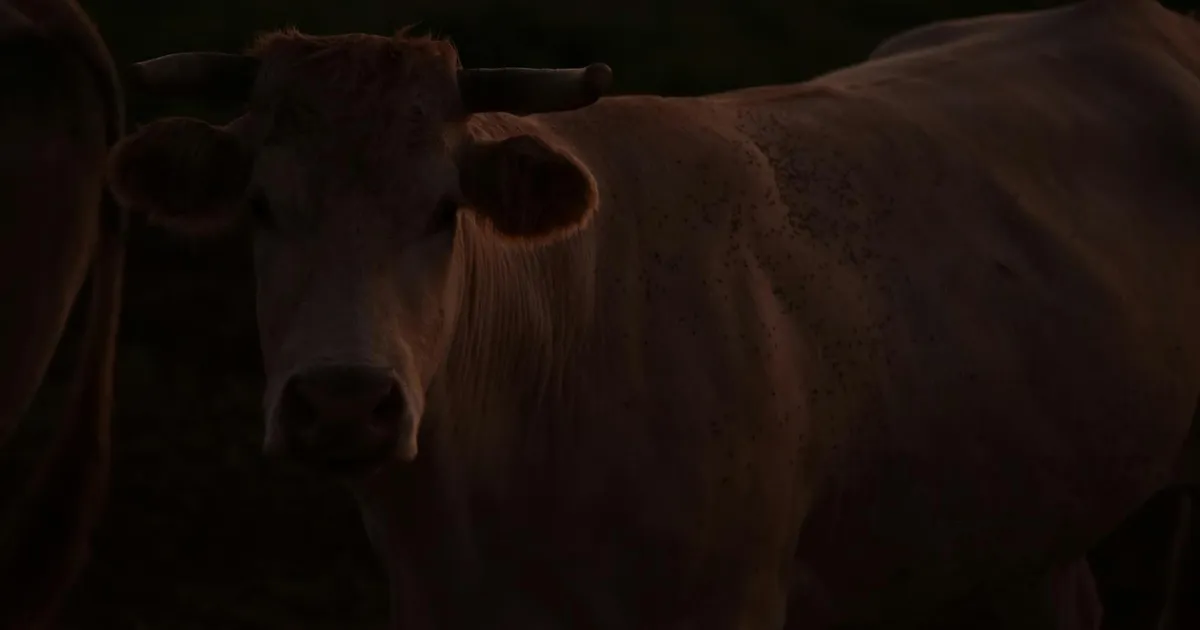 Café e Carne: Agro brasileiro sente turbulência global