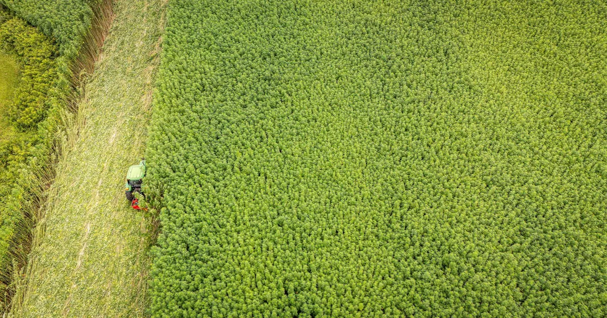 Agro dá fôlego ao PIB, mas consumo encolhe
