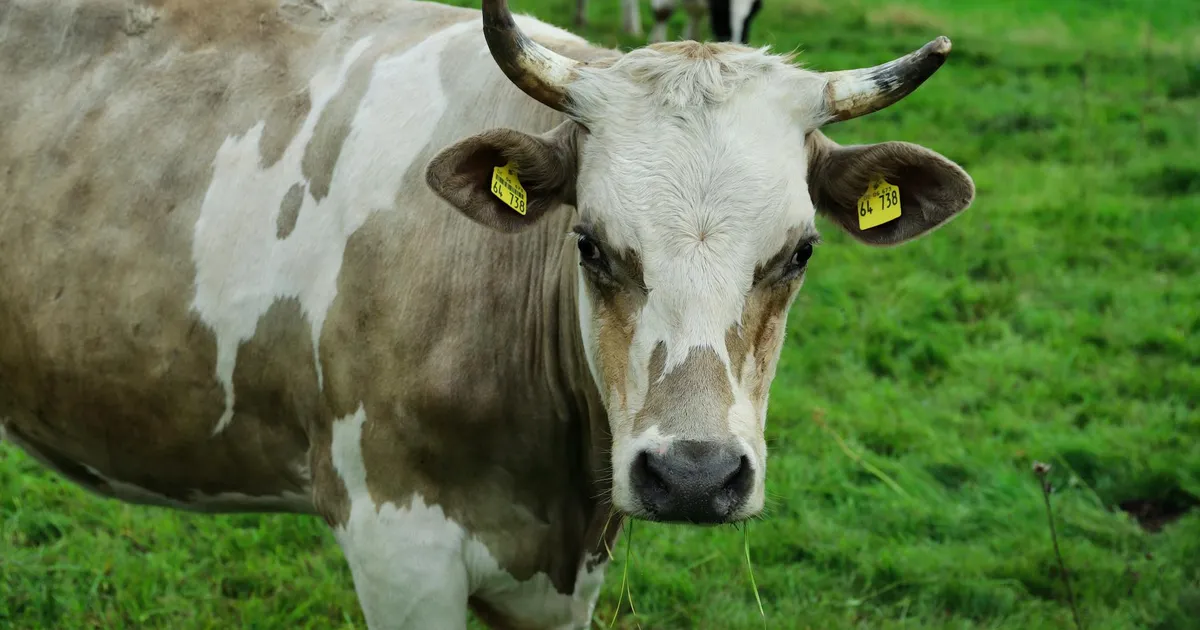 Agro em Alerta: Produção e Exportação de Carne Sob Pressão