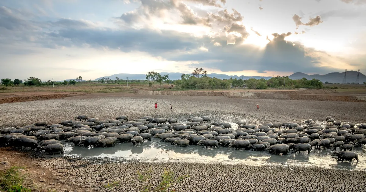 Gado em seca sob pôr do sol impacta preços do agro: El Niño e China afetam exportação de carne.