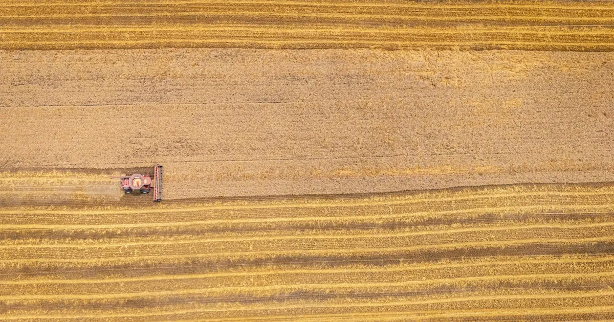 Colheita de trigo em Macclesfield, NC: agronegócio impulsionando exportações apesar do câmbio do dólar.