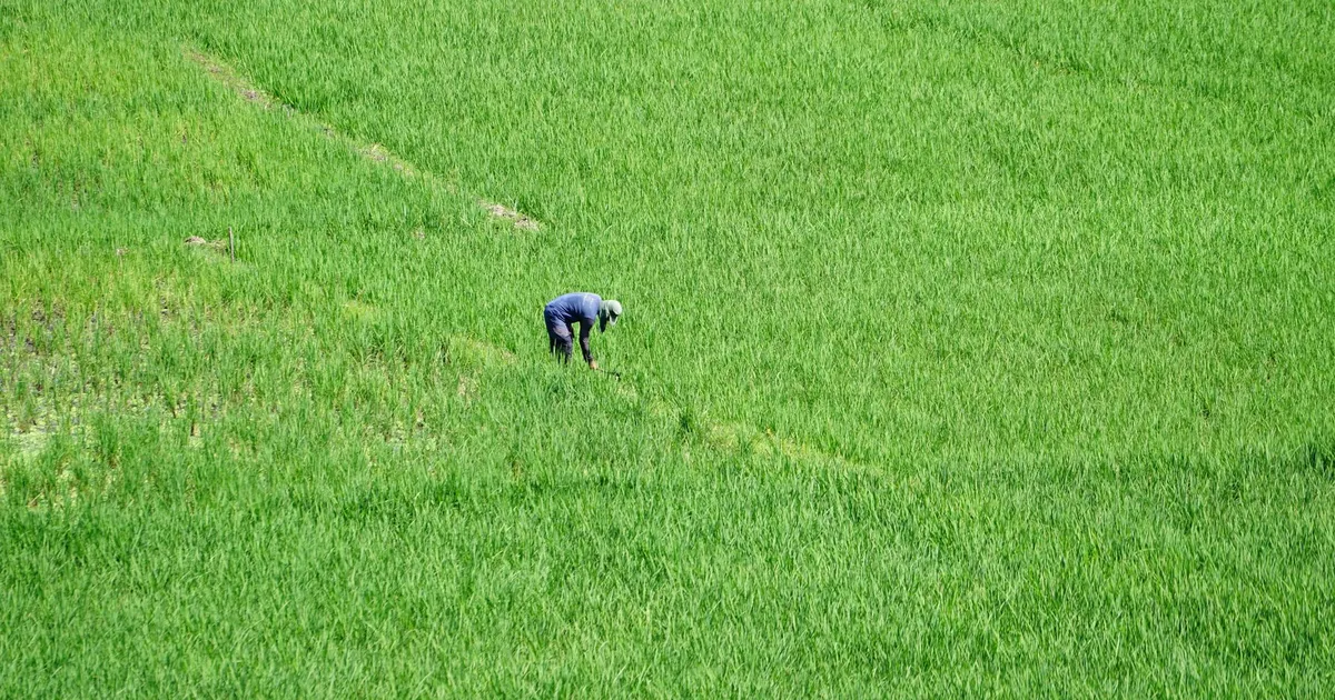 Agricultor cultiva arroz em Indonésia, refletindo desafios do agronegócio e dívidas rurais.