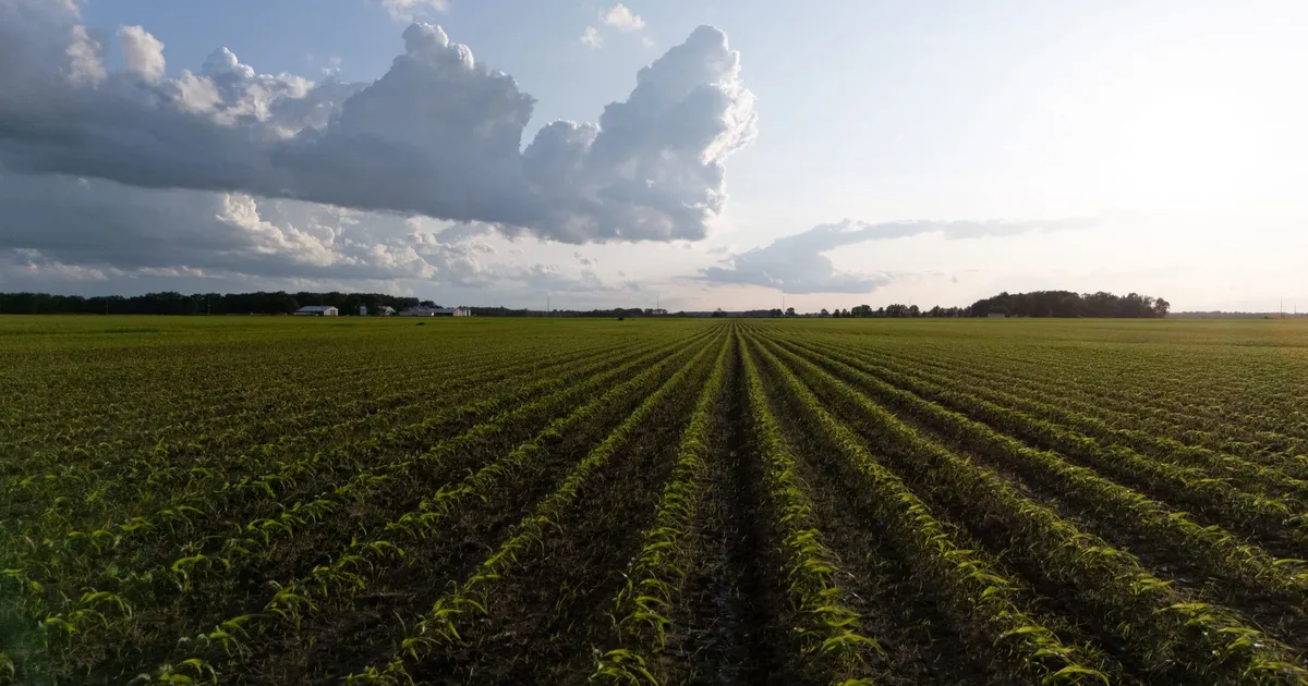 Agro: soja em alta, milho em baixa e clima nos EUA