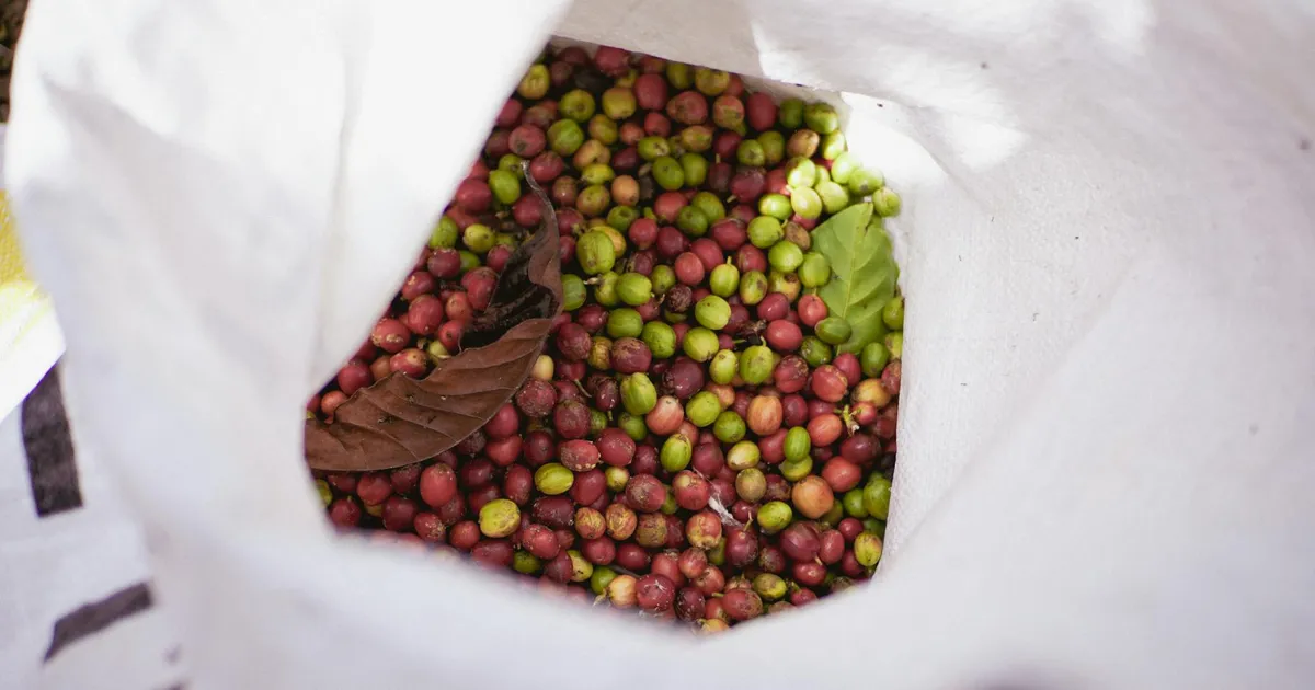 Agronegócio: Etanol nos EUA, café em alta e susto na carne