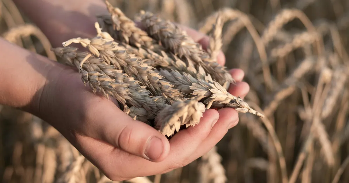 BBAS3: Lucro em baixa, mas esperança no agro