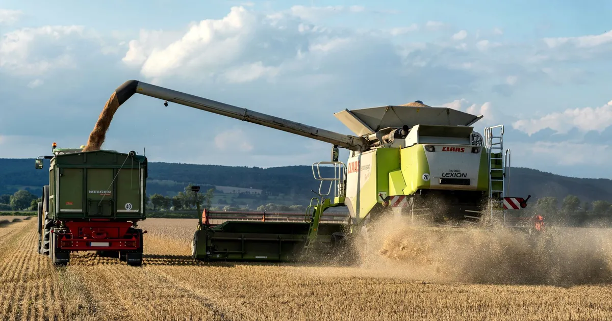 Colheita no agro: BB projeta R$ 210 bi, Safra e Americanas em destaque.