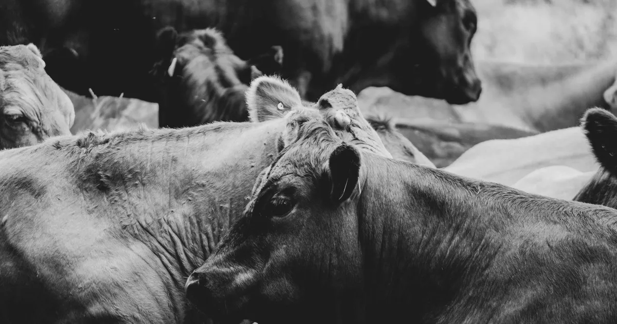 Vacas em preto e branco: o risco da Berna para o gado e churrasco nos EUA.