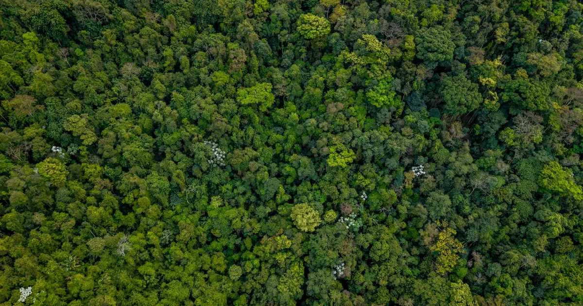 Amazônia Legal: Floresta exuberante no Rio de Janeiro. Biometano impulsiona desenvolvimento sustentável na aviação.