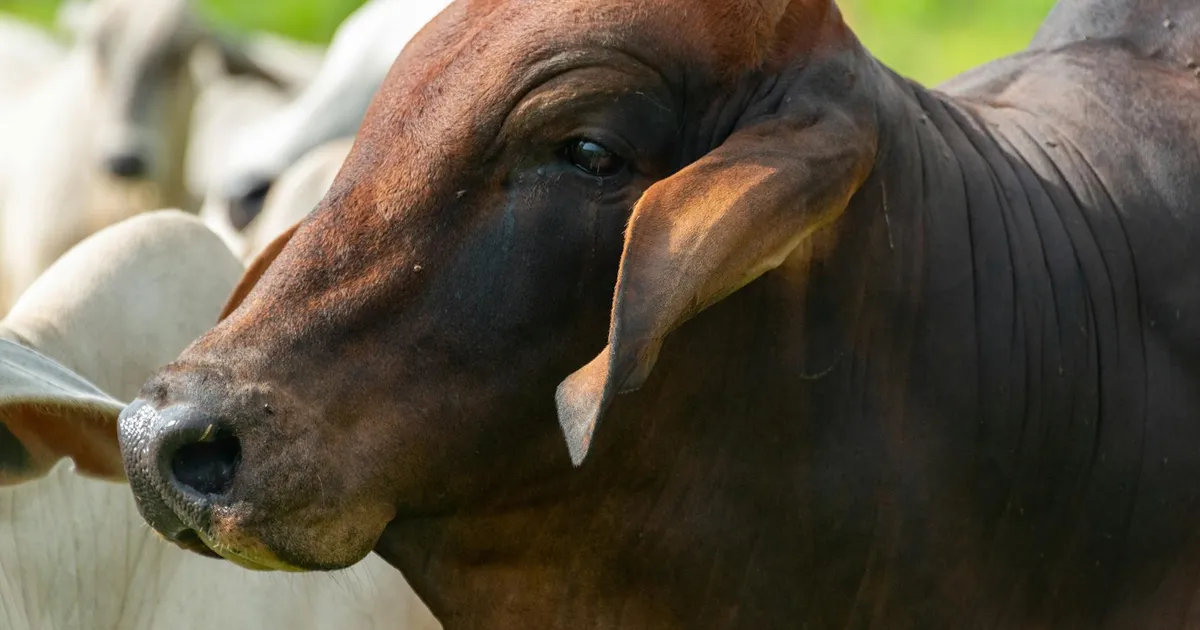 China aperta o cerco: carne bovina brasileira sente o baque