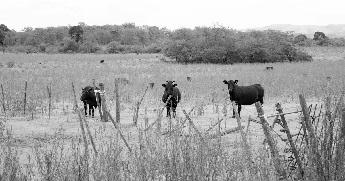 China libera carne brasileira: aftosa fora, exportação dentro!