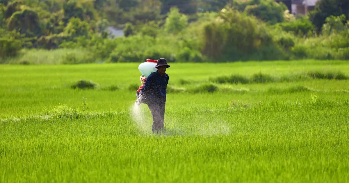Agricultor aplicando fertilizante em plantação de arroz. Impacto da restrição chinesa nos preços dos fertilizantes.