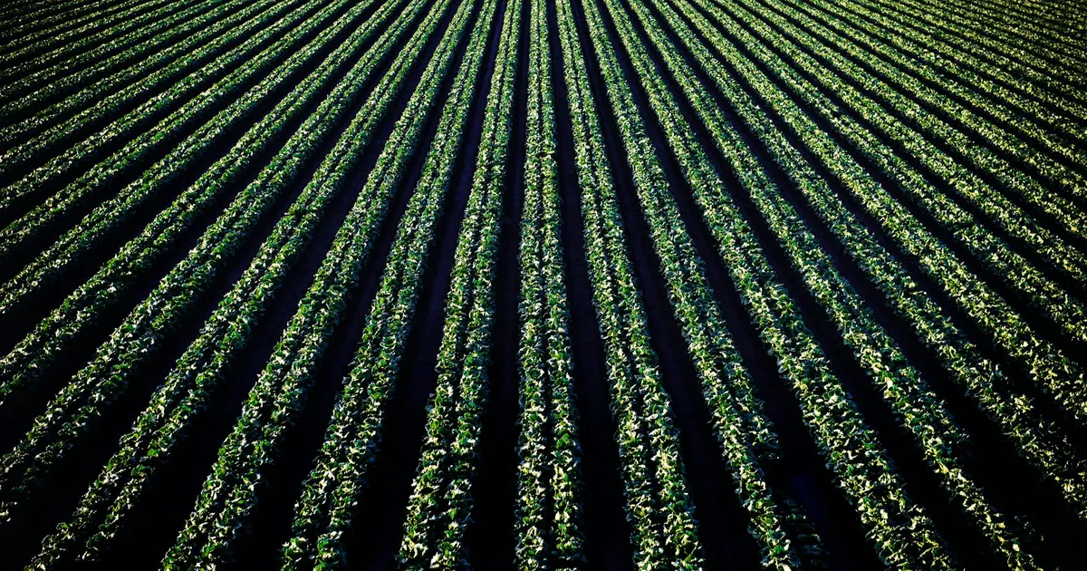 Lavoura em Santa Maria, Califórnia, impactada pela crise dos fertilizantes da China. Agronegócio e commodities.