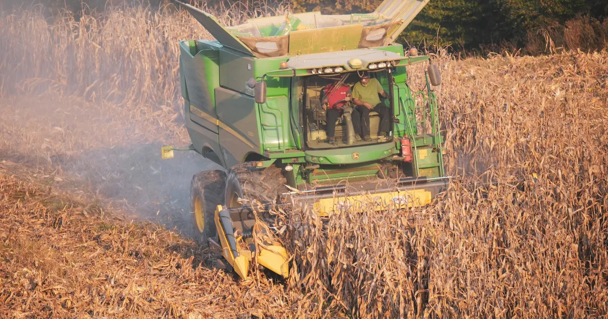 Colheita de milho com colheitadeira. Impactos da produção de soja e milho nos preços.