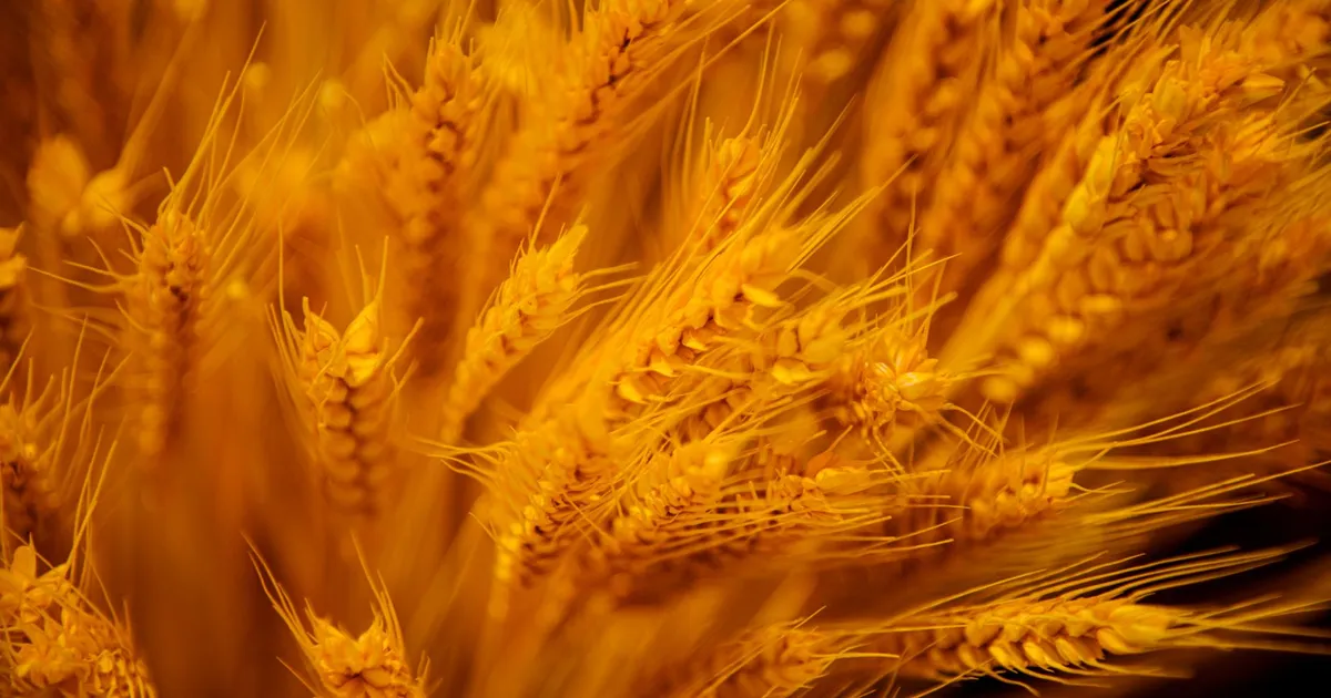 Grãos de trigo dourados: símbolo da queda do agro, cenário de commodities em artigo sobre trigo, soja, petróleo e ouro.