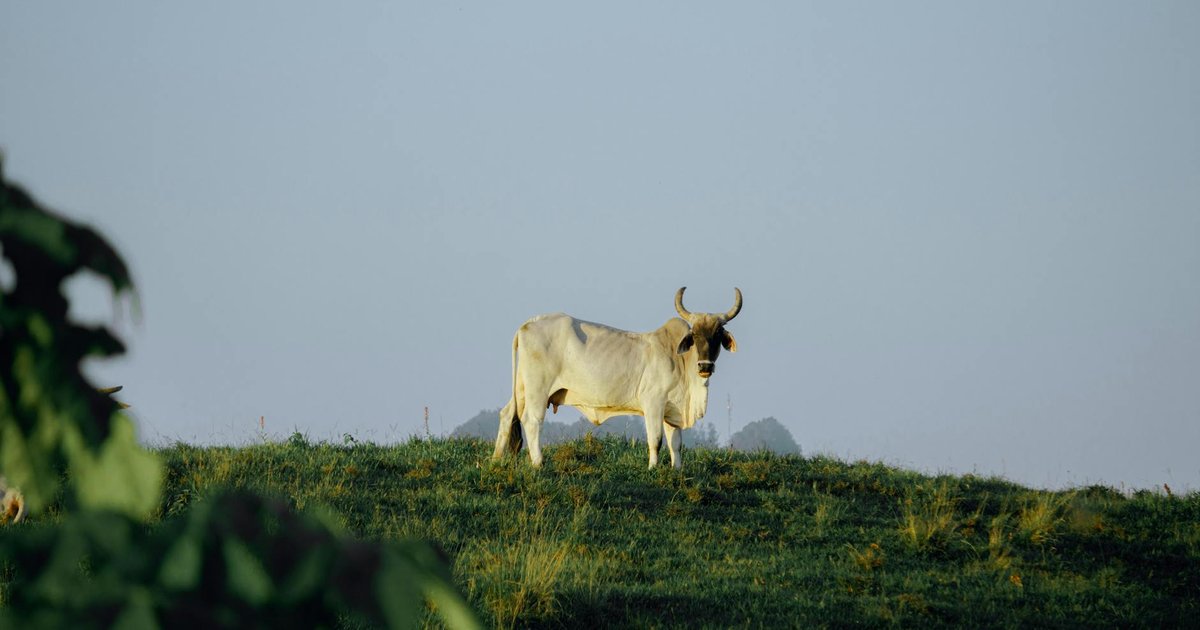 Commodities: O que esperar do agro e metais em 2026?