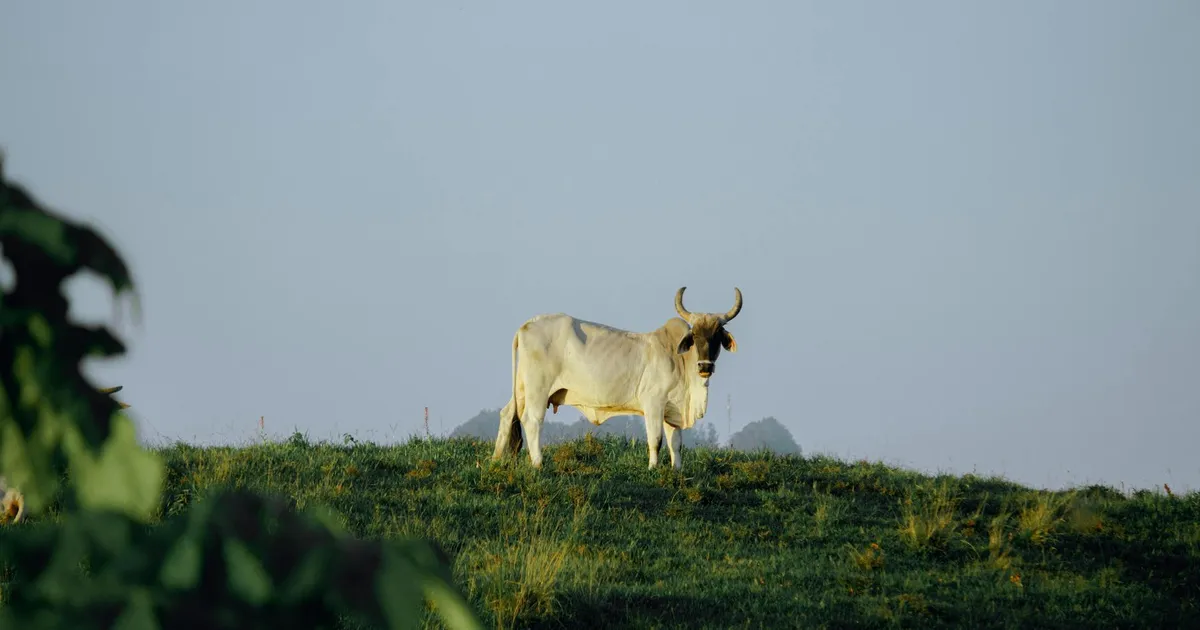 Commodities: O que esperar do agro e metais em 2026?