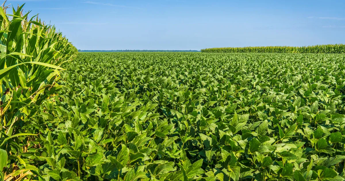 Lavoura de soja e milho: Agronegócio e crédito rural em debate no STF e na economia.