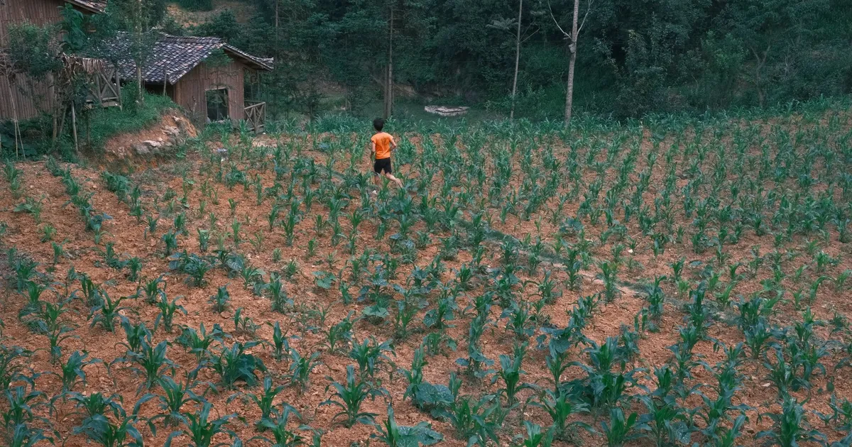 Homem em campo rural em artigo sobre dívida rural de R$ 22 bi, agronegócio e impacto fiscal.