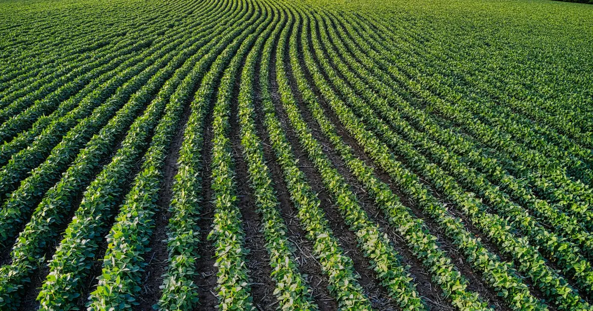 Lavoura verdejante: Agronegócio e política agrícola após Fávaro no Ministério da Agricultura.