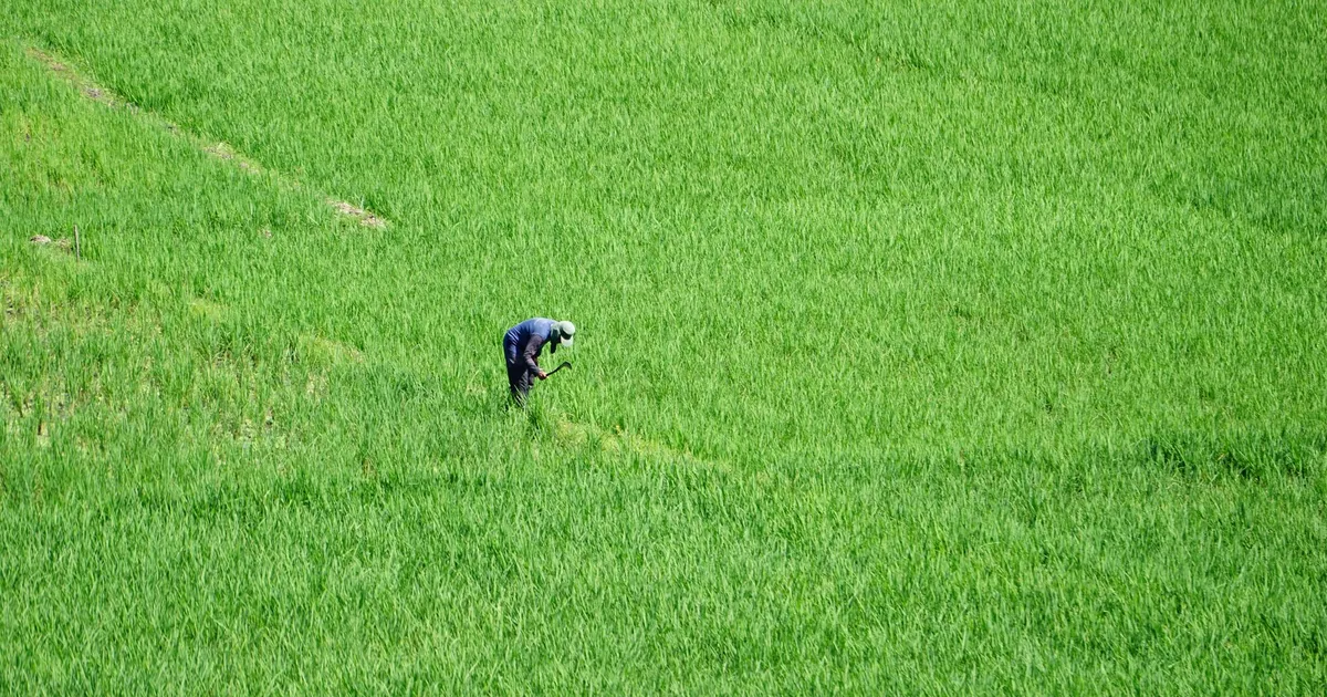 Agricultor cultiva arroz: agronegócio, MEI em debate, Dario Durigan, Lula, G7.