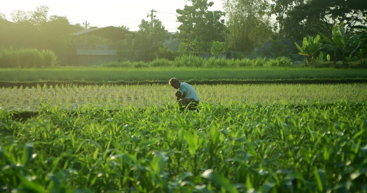 Agricultor em campo ao nascer do sol, reflexo das novas regras agro e MEI para investidores.