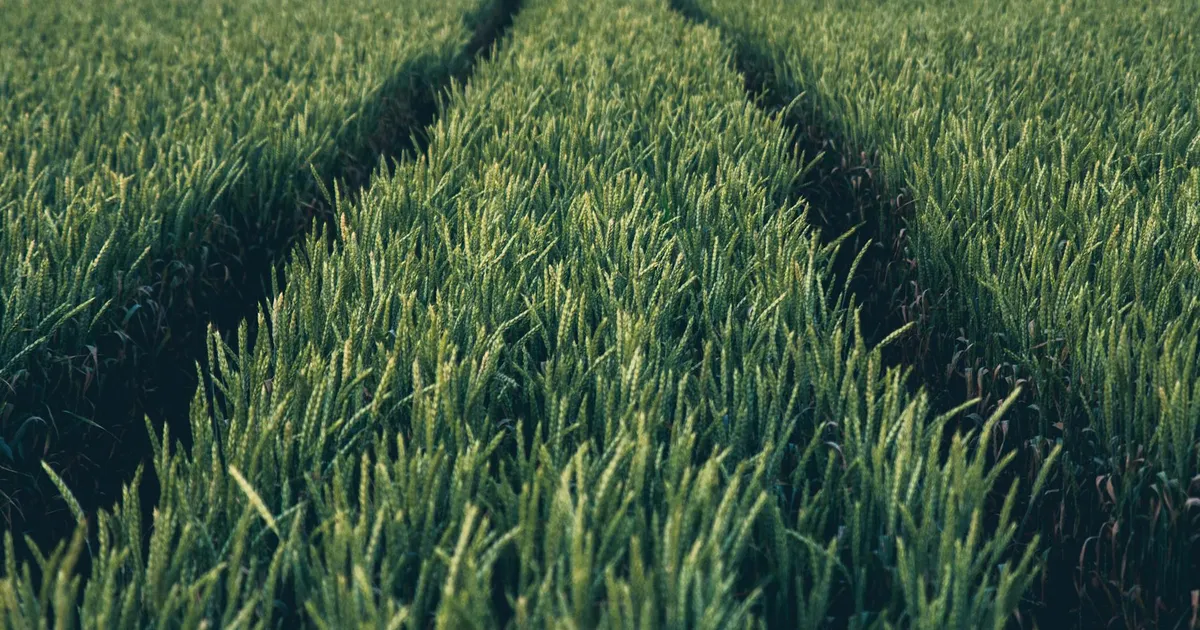 Campo de trigo verde exuberante. Guerra no Irã impacta fertilizantes e a agricultura global, afetando preços dos alimentos.
