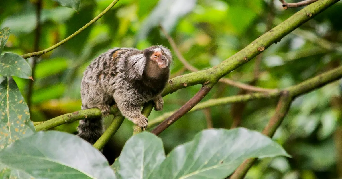 Haddad Sai da Fazenda? Impacto no Seu Bolso e na Economia