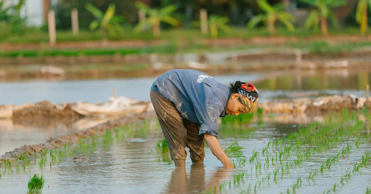 Agricultor planta arroz em lavoura alagada no RS; inundação impacta preços de alimentos.