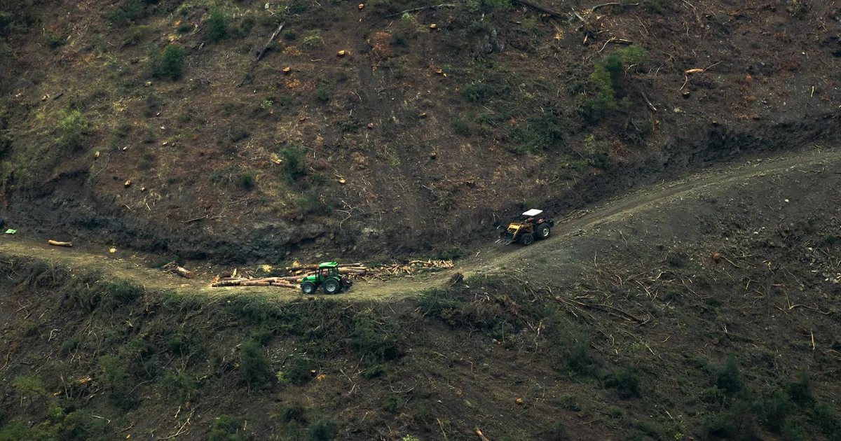 Desmatamento na Amazônia: reflexo da saída de Marina Silva do Meio Ambiente e desafios nas políticas ambientais.