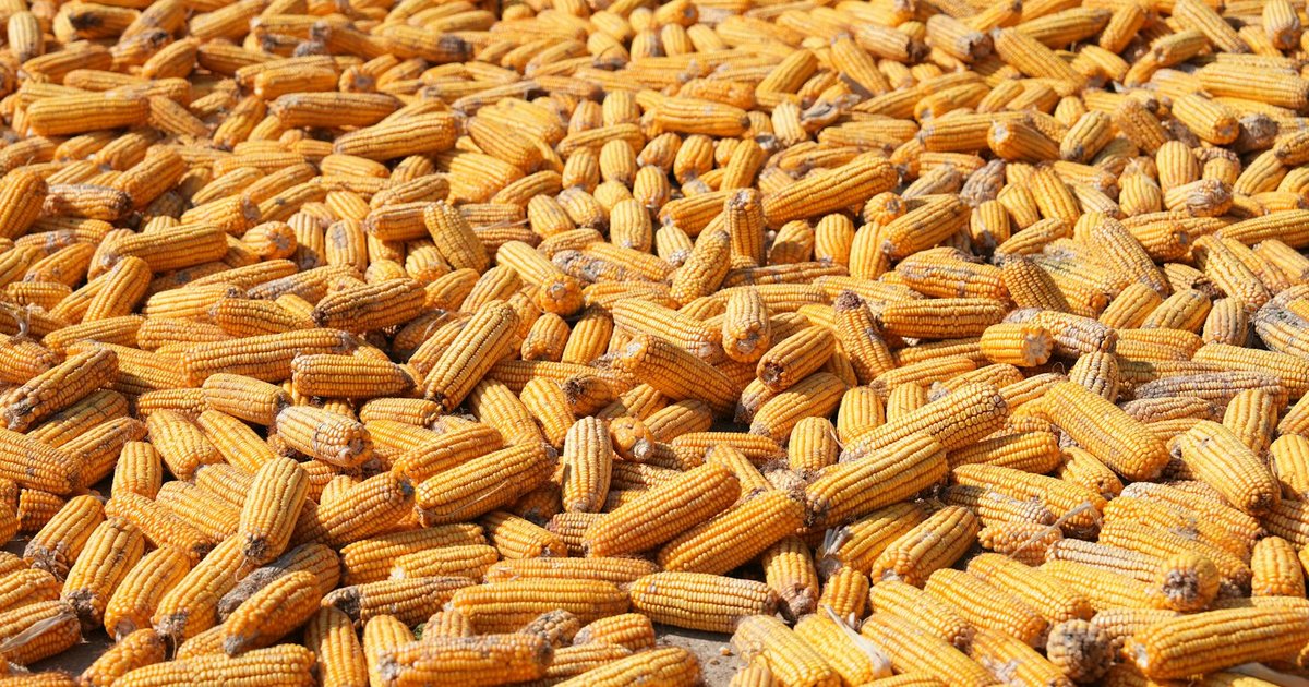 Milho em 2026: EUA batem recorde e o que esperar no Brasil