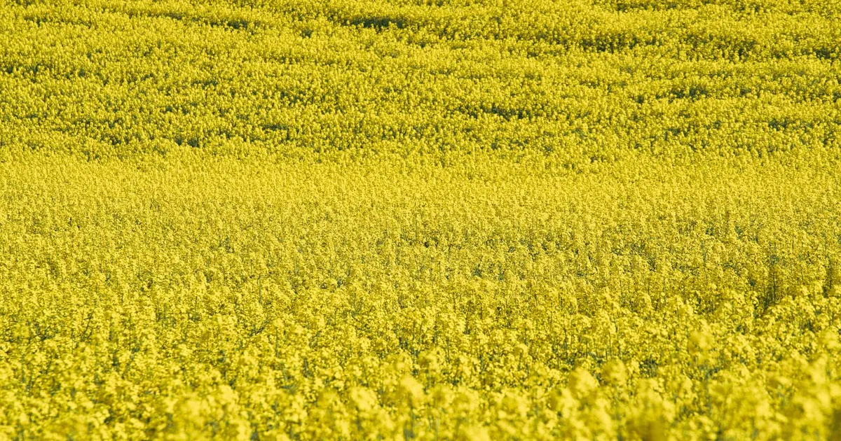 Petróleo Impulsiona PIB; Agro Tira o Pé do Acelerador