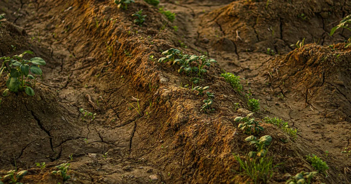 Solo rachado com plantas jovens: o impacto da seca do El Niño no agronegócio.