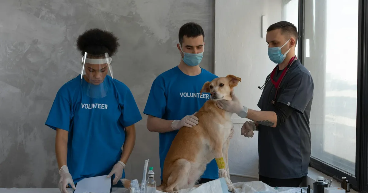 PF apura fraude de R$ 200 mi em castração animal
