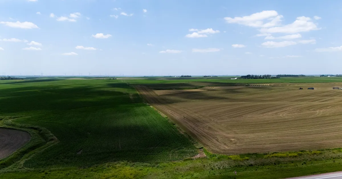 Campos de milho verde exuberantes refletem alívio no preço de fertilizantes para o agronegócio no Plano Safra.