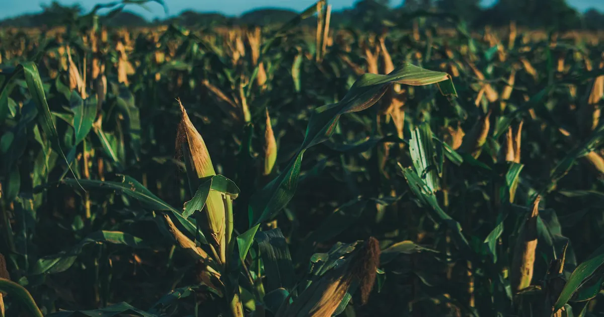 Praga no milho: prejuízo bilionário pode pesar no seu bolso