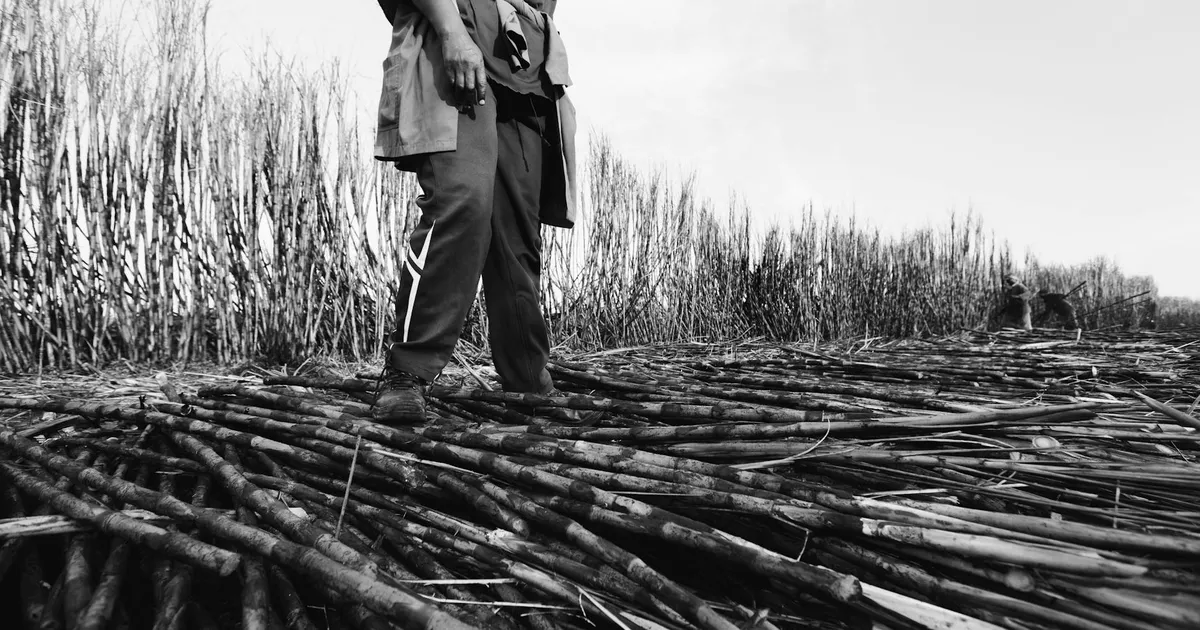 Raízen em Crise Financeira? Impacto na Economia e Etanol