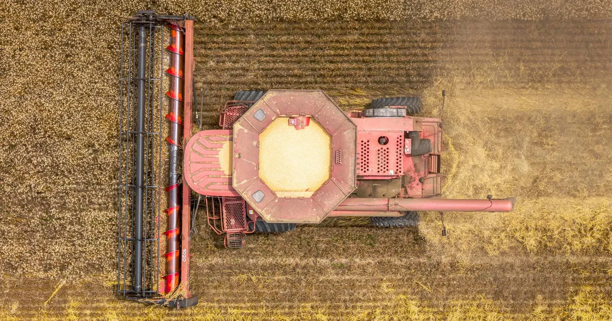 Colheita de trigo com colheitadeira em Pinetops, NC. Safra recorde de grãos e impacto na inflação, segundo o IBGE.