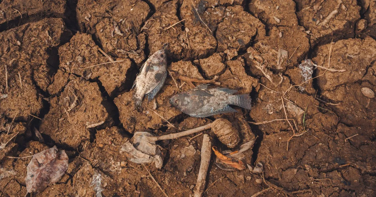Peixes mortos em terra seca: impacto da seca no Tapajós, Brasil, e R$ 850 milhões em perdas.