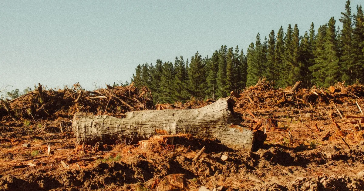 Tronco caído em área desmatada no Pará, após redução de floresta protegida pelo Senado.