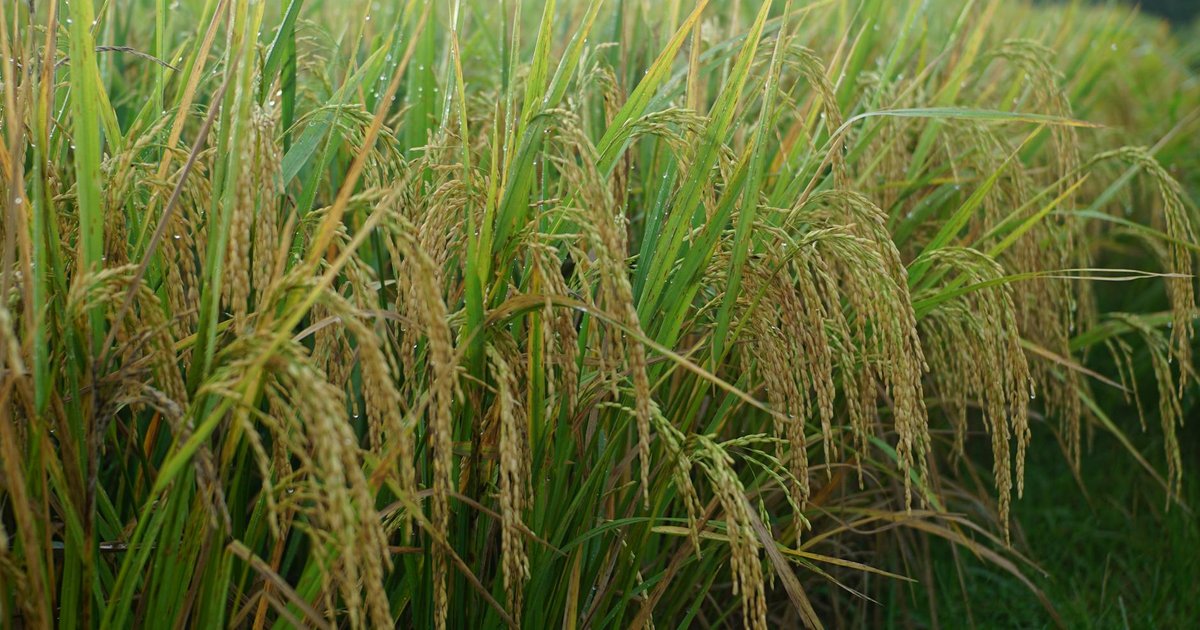 Smartfit, Porto, Camil: o que esperar das ações agora?