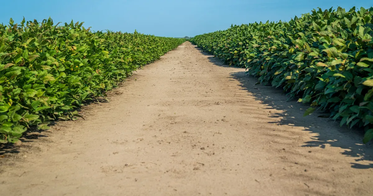 Campo de soja nos EUA impulsiona mercado de commodities agrícolas, influenciando safra e preços.